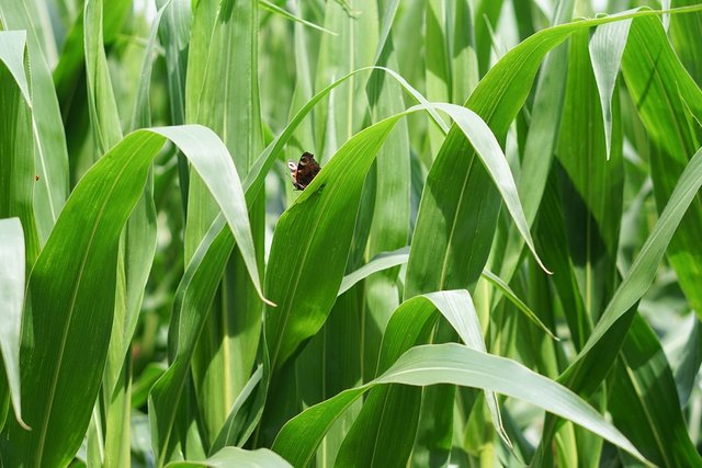 cornfield-2554345_960_720.jpg