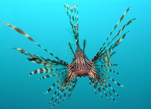 Lion Fish Blue Background Compress.jpg