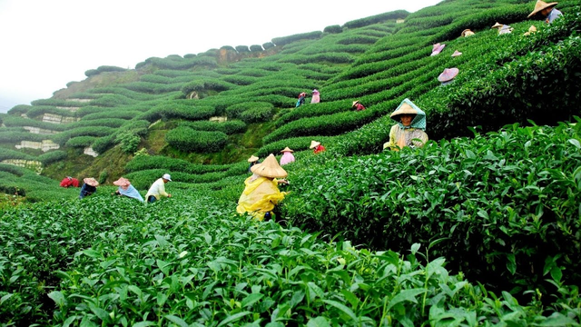 Sylhet tea garden.png