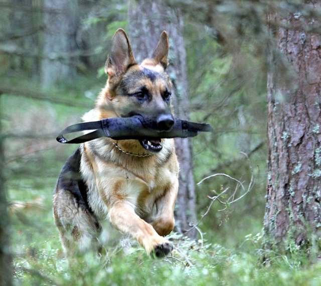 german-shepherd-dog-2357434_960_720.jpg
