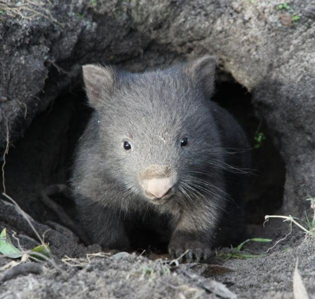 Wombat.jpg