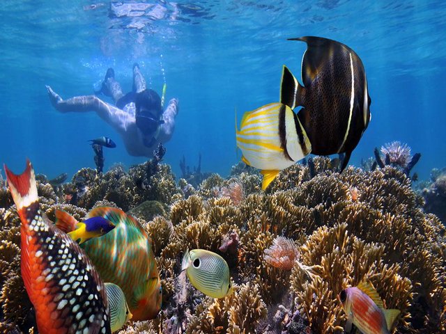 snorkel_nusa_penida_bali_diving.jpg