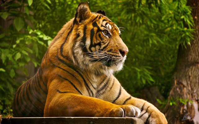 Royal Bengal Tiger- the national animal of Bangladesh — Steemit