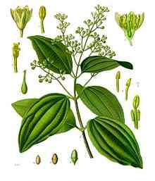 qlow-220px-Cinnamomum_verum_-_Köhler–s_Medizinal-Pflanzen-182.jpg