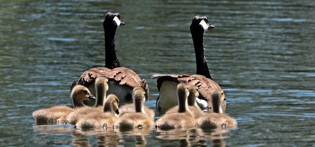 geese-2494952_960_720.jpg