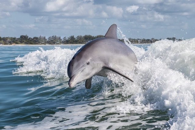 Dolphin-547225240-1024x683.jpg