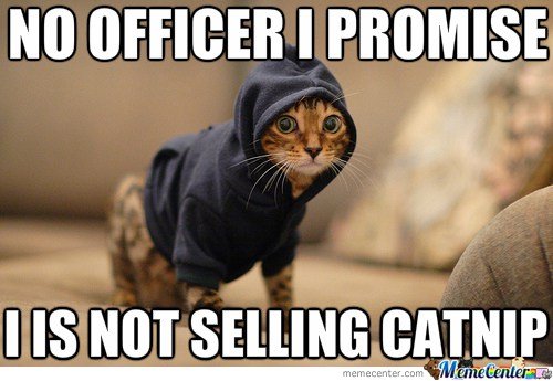 drug-dealer-kitty.jpg