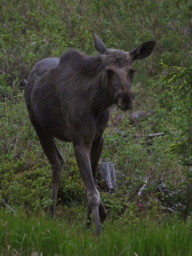 moose_002.jpg