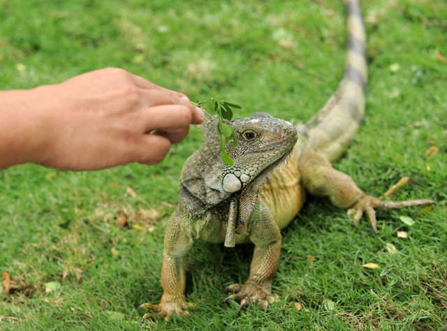 iguanas_parque_seminario_vistazo_12.jpg