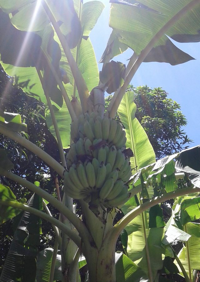 bannanas growing in someones yard.jpg