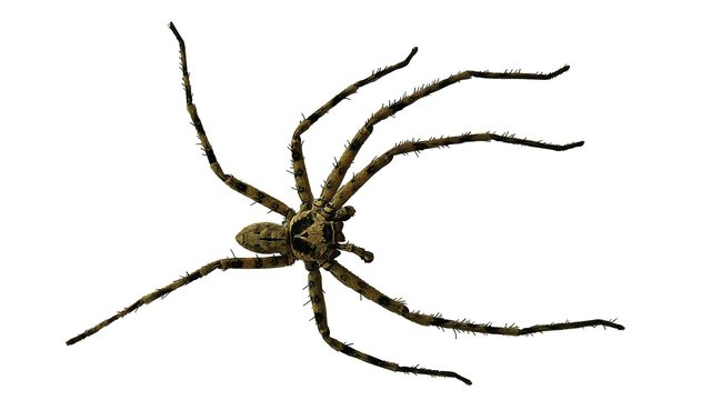 spider-195871_1280.jpg
