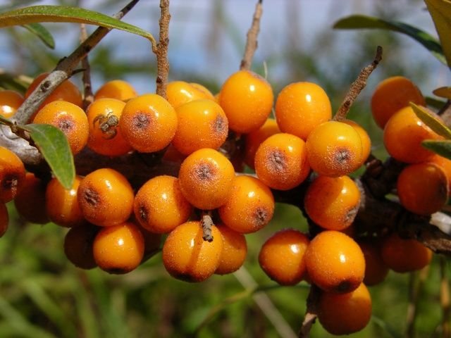 hippophae-rhamnoides-00012.jpg