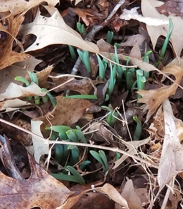 20180209_145711 - Daffodils by front door of studio.jpg