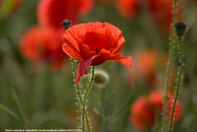 RedPoppies-002-090317.jpg