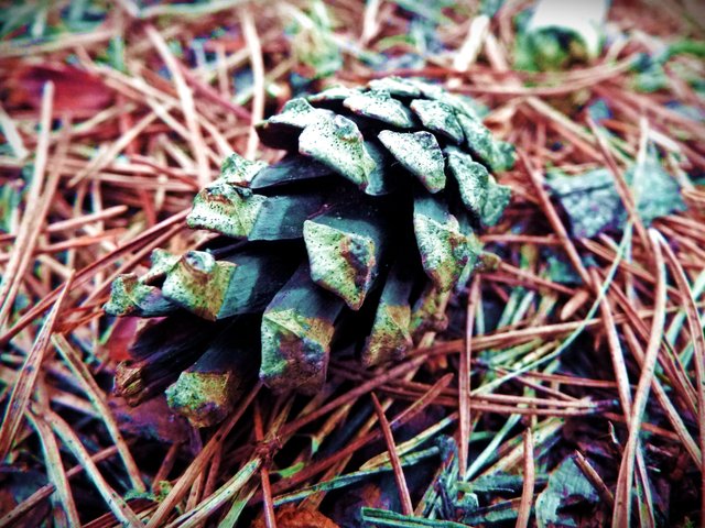 pine cone.JPG