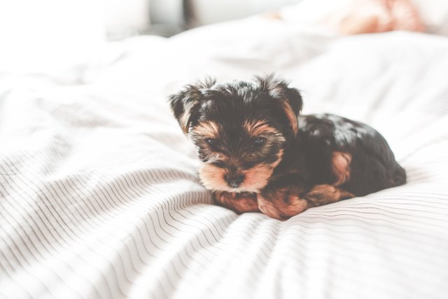 cute-yorkshire-terrier-puppy-picjumbo-com.jpg