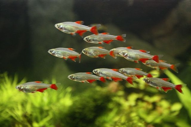 Schooling-Fish.jpg