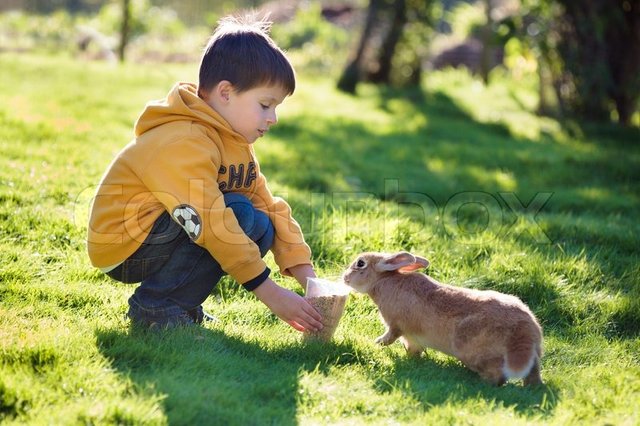 8929633-little-boy-feeding-rabbit-in-farm.jpg