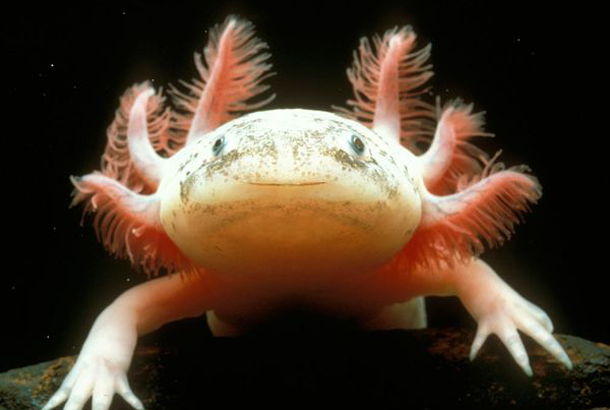 axolotl.png