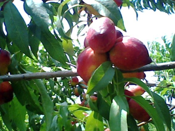 Nectarine.jpg