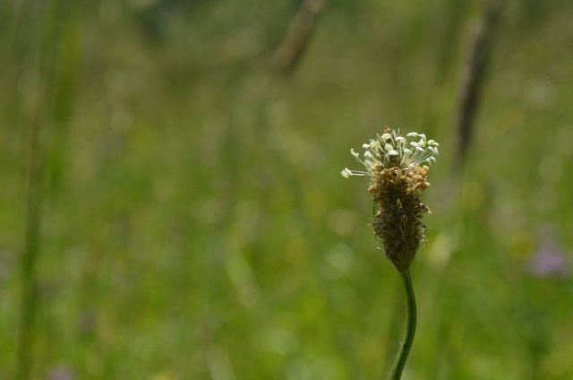 Great Smoky Mountain Park.jpg