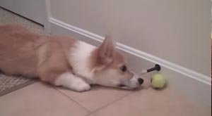 adorable-corgi-puppy-encounters-door-stop-for-the-first-time-thumb (copia).jpg