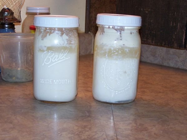 Kefir jars crop Nov. 2012.jpg