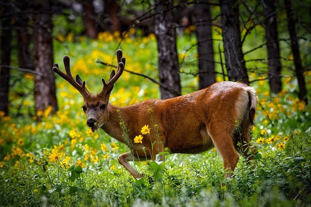 deer buck.jpg