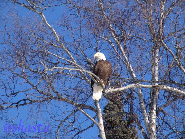 shasta2017oct29th472007feb21st1eagle1logo.jpg