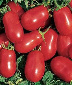 tomatoes roma burpee.jpg