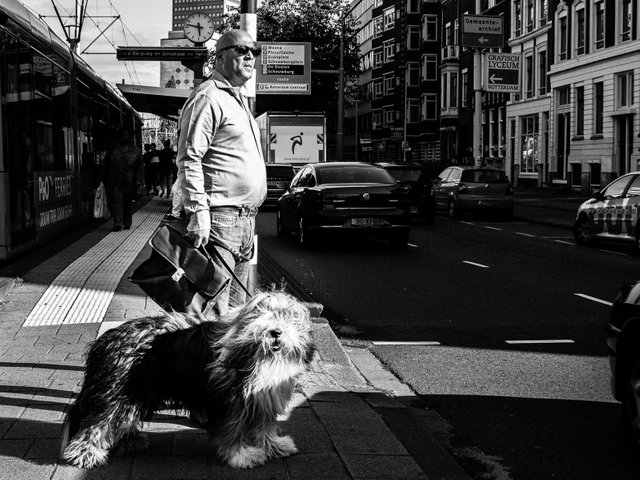 Animals I Meet on The Street-12.jpg