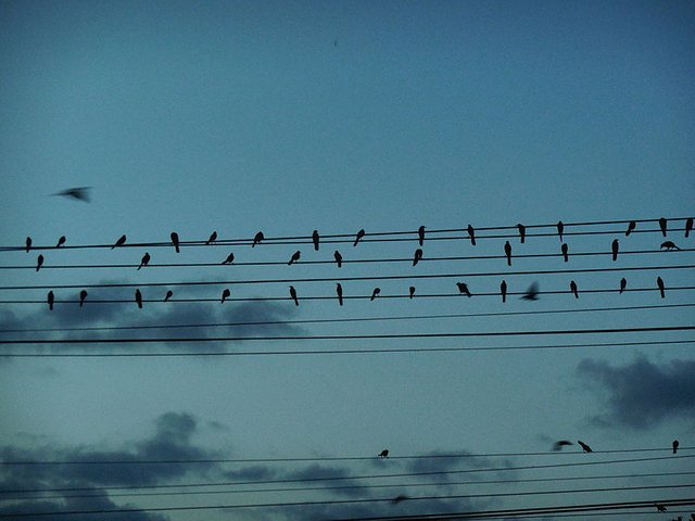 Birds_writing_a_song_in_the_electric_wires (1).JPG