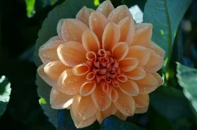 dahlia~2.jpg