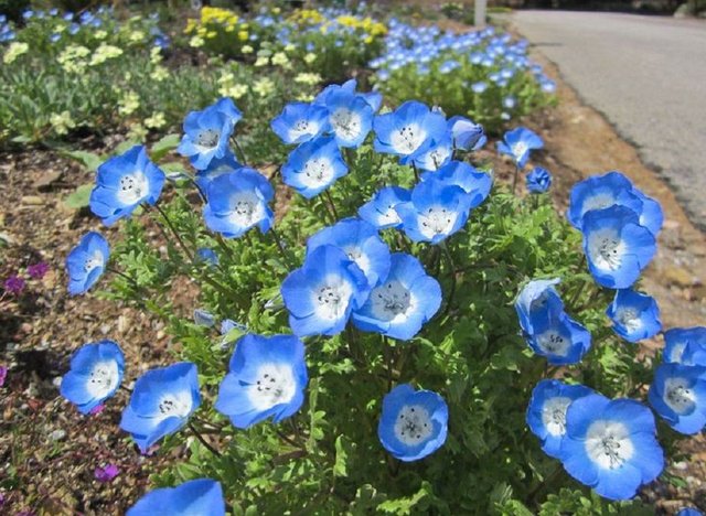 6d2b7b6e7ebb74dec119229e008a7271--flower-seeds-baby-blue.jpg