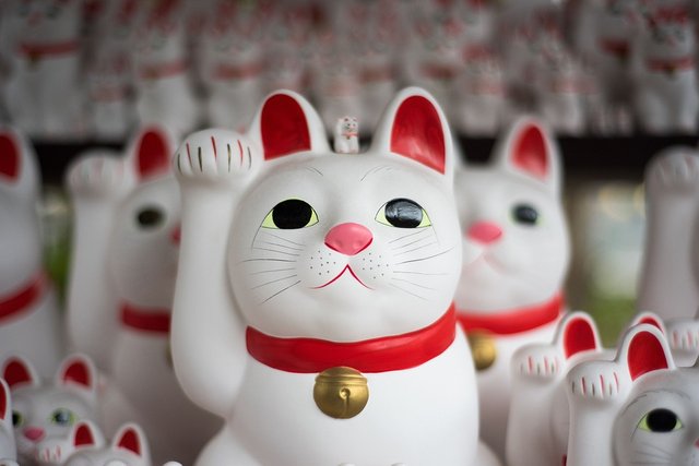 cat-2570417_960_720.jpg