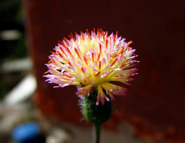 A Little flower 4.jpg