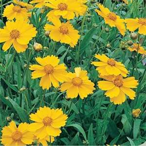 lanceleavedcoreopsis.jpg