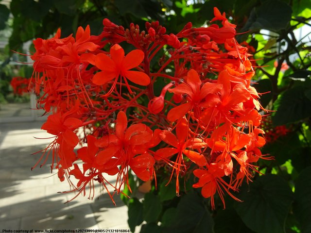 RedFlowers-002-032217.jpg