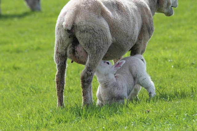 lamb-323063_1920.jpg