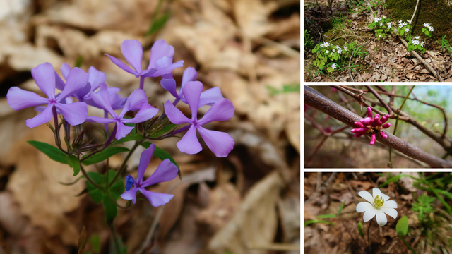 Spring Mill State Park (2).png