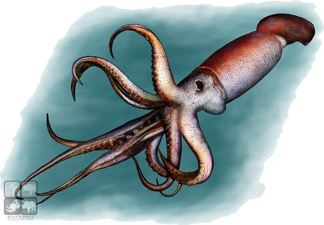 humboldt_squid.jpg