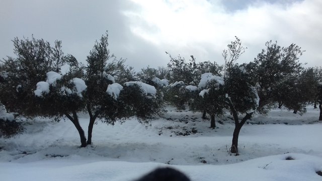 snowOnOliveTrees.jpg