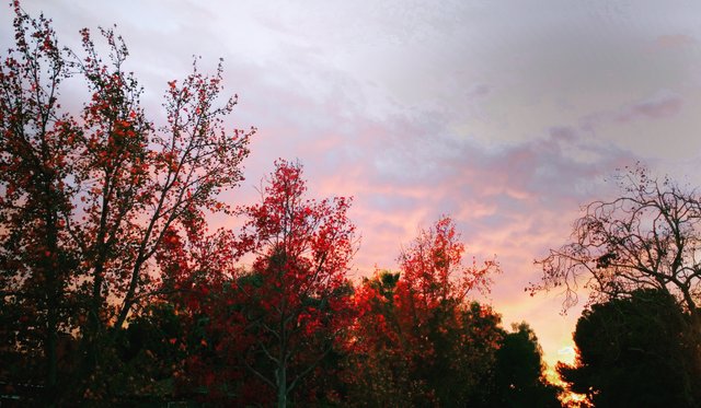 Los Angeles Trees at Dusk.jpg