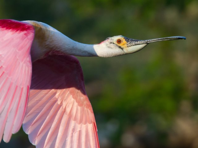 Roseate_Spoonbill_by_Dan_Pancamo1.jpg