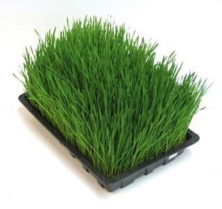 wheatgrassbox.jpg