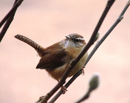 house-wren-101613__340.jpg