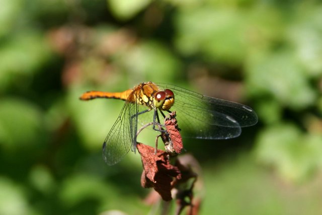 stockvault-dragon-fly97590.jpg