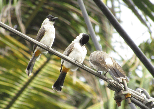 Mengenal-Lebih-Dekat-Kehidupan-dan-Jenis-Burung-Kutilang.png