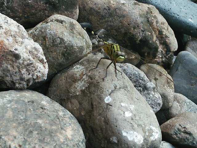 IMG20170707174444.jpg