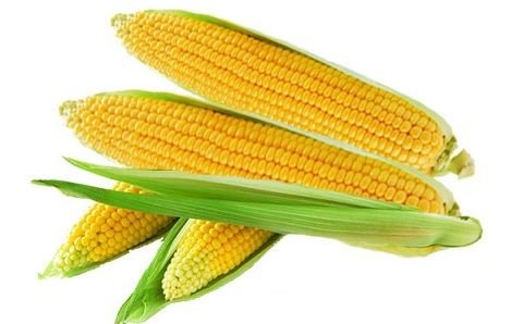 Corn.jpg